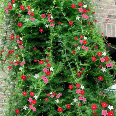 LIFELEX Tarulata Flower Seeds (Cypress Vine/Ipomoea quamoclit), Pack Of - 18 Seed(18 per packet)