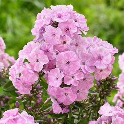 Aywal Phlox Flower Seed, Fragrant Dwarf Hybrid Beauty Mixed Seed(80 per packet)