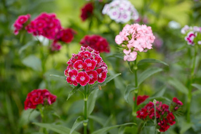 the green dotcom Hybrid Sweet William Double Flower Seed(227 per packet)