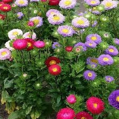 GARDENIFY INIDA GARDENIFY INIDACOLORFUL MIX ASTER COLLECTION RAINBOW BLEND FLOWERS & SEEDS Seed(20 per packet)