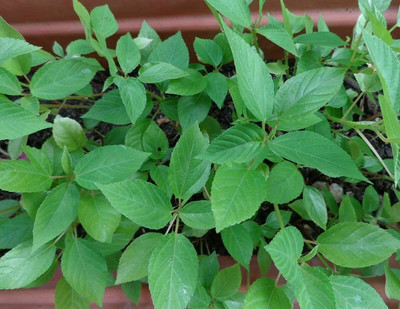 CYBEXIS VVI-72 - Egyptian Spinach Jute Plant - (750 Seeds) Seed(750 per packet)