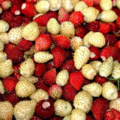 KNESSiN Strawberry Seeds Bonsai Delicious Red Yellow Mixed Seed(50 per packet)