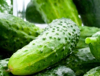 VibeX XLR-57 - Boston Pickling Cucumber - (450 Seeds) Seed(450 per packet)