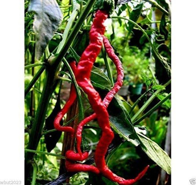 Qualtivate XXX-3A Indonesian Hot Chilli Kopay MONSTER Size Seed(300 per packet)