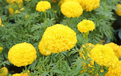 Aam ka beej marigold,gende ka phool seeds Seed(20 per packet)