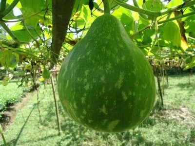 Greenfall Premium Round Bottle Gourd Seeds - 15 Seeds for Optimal Growth and Yield Seed(15 per packet)