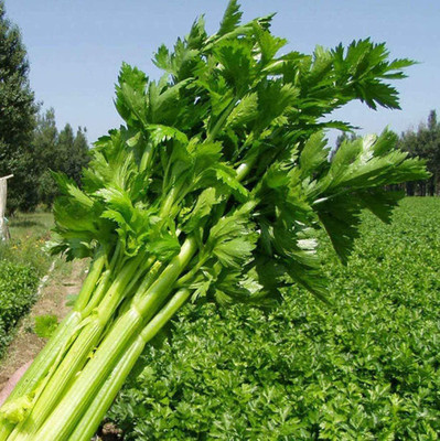 CYBEXIS Gardeners to Plant Celery Seed2800 Seeds Seed(2800 per packet)