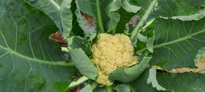 SAFRONI white cauliflower,gobhee seeds Seed(45 per packet)