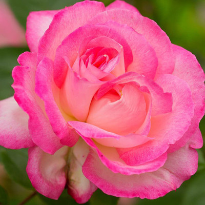 CYBEXIS LX-81 - Kiss of Desire Climbing Rose - (100 Seeds) Seed(100 per packet)