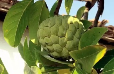 MAA Custard Apple, sitafal, sitaphal Seed(48 per packet)