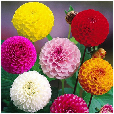 Aywal Mixed Color Dahlia Non-GMO Fresh Seed(20 per packet)