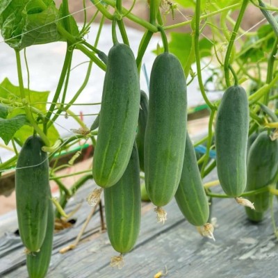 eShoptail Cucumber (Kheera) Hybrid Seeds (Kakdi) Seed(5 g)