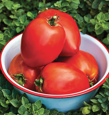 Biosnyg Disease-Resistant Amish Tomato Seeds for Terrace Gardening - (2000 Seeds) Seed(2000 per packet)