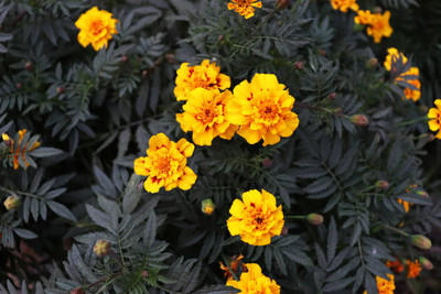 Angelini marigold/gende ka phool flower seeds Seed(75 per packet)