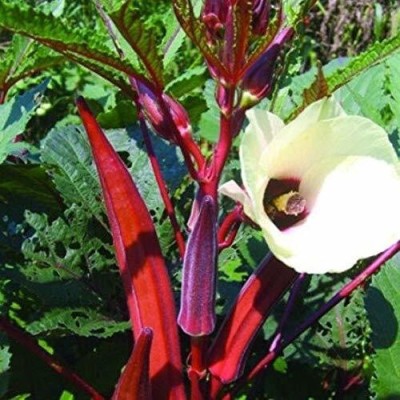 AloGardening Red okra Heirloom F1 Hybrid variety Seed(100 per packet)