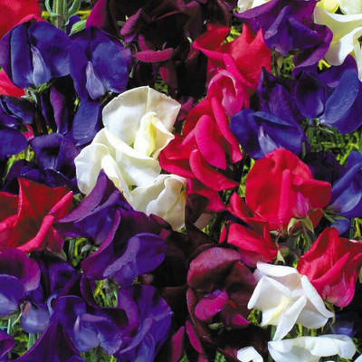 LASMA Sweet Pea Starry Night (Old Spice Type) Seed(50 per packet)