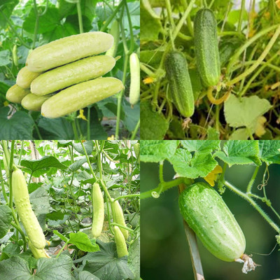 ibains Sosha seeds cucumber kakri seeds bij 23 Seed(23 per packet)