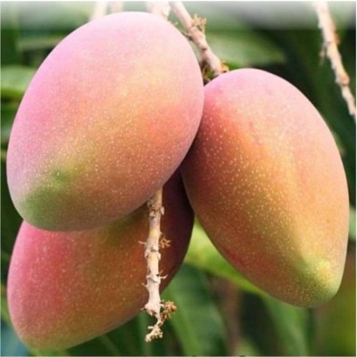 ibains Kesar mango tree seeds Seed(1 per packet)