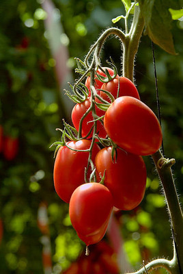 VIVETHAN tomato Seed(135 per packet)
