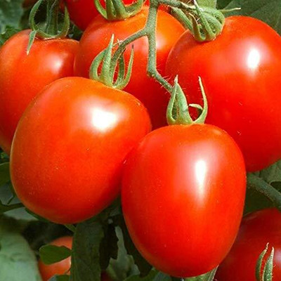 LPR tomato,tamatar Seed(100 per packet)