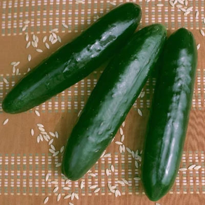 Avysa Cucumber Stonewall F1 Seed-CuC_443 Seed(80 per packet)