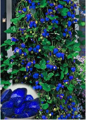 ActrovaX Rare Blue Strawberry Fruit Bonsai Edible [800 Seeds] Seed(800 per packet)