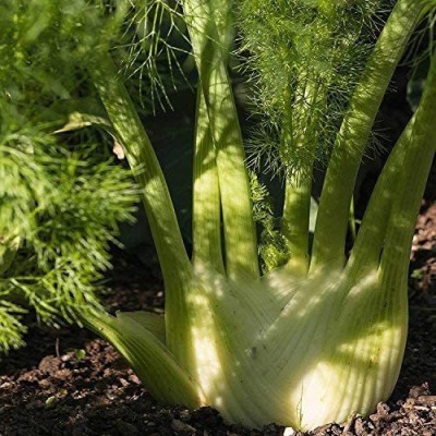 CYBEXIS TLX-41 - Sweet Florence Fennel - (2250 Seeds) Seed(2250 per packet)