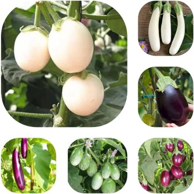 ibains Brinjal seeds hybrid Seed(210 per packet)