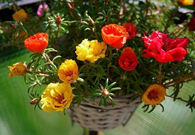 CRGO PORTULACA Seed(75 per packet)
