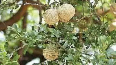 MAA Wood apple, Bel fruit, Kaitha, Katbel, Beal Fruit Seed(79 per packet)