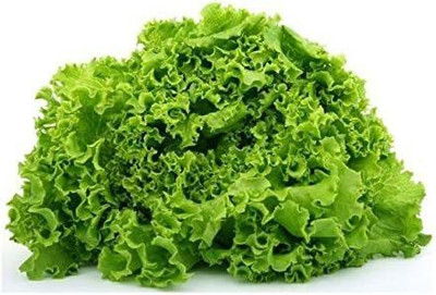 VibeX VXI-53 - Green Ice Leaf Lettuce - (150 Seeds) Seed(150 per packet)