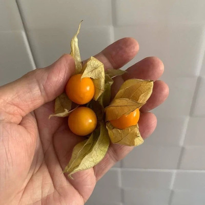 QALANDAR Cape Gooseberry Little Lanterns Seed(100 per packet)