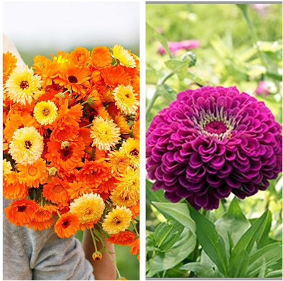 LPR MIX COMBO, FLOWER COMBOO Seed(35 per packet)