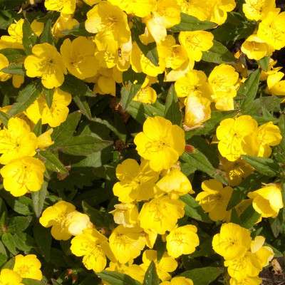 Biosnyg Dwarf Evening Primrose Flower Garden Seeds-[50 Seeds] Seed(50 per packet)