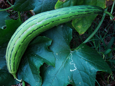 UGRA Indo Sponge Gourd(Dhundol) Seed(80 per packet)