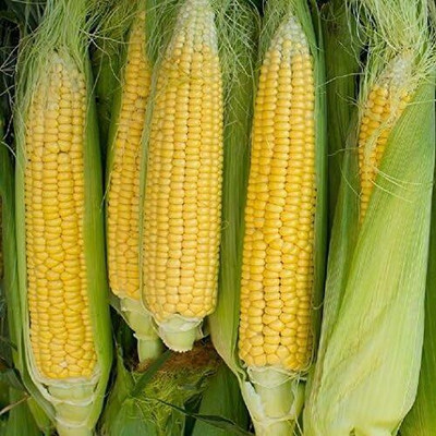 WILLVINE PUAS -IV Corn Sweet Bantam Golden-[100g] Seed(400 per packet)