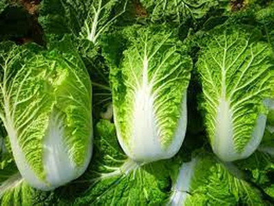Aywal Heirloom Chinese cabbage Seed(25 per packet)