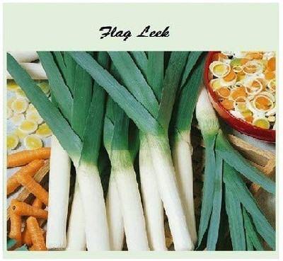 CYBEXIS American Flag Leek4000 Seeds Seed(4000 per packet)