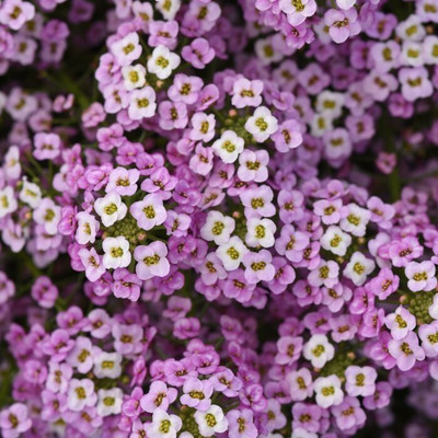 Quentova EASY BREEZY PINK Alyssum Seeds-VII-4A Seed(50 per packet)