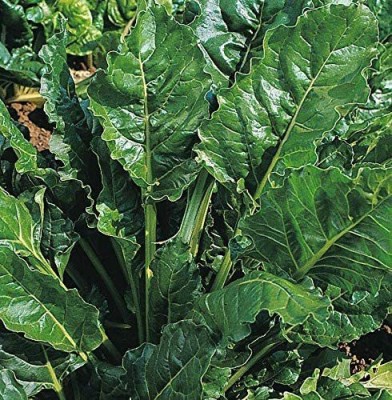 CYBEXIS Seeds of Spinach Perpetual4000 Seeds Seed(4000 per packet)