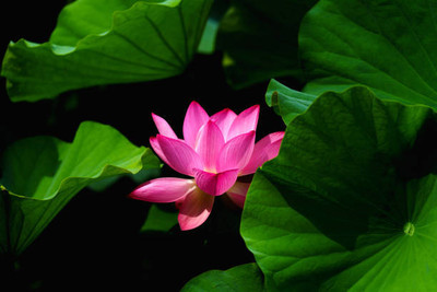 Mahyco lotus,kamal gatta Seed(11 per packet)