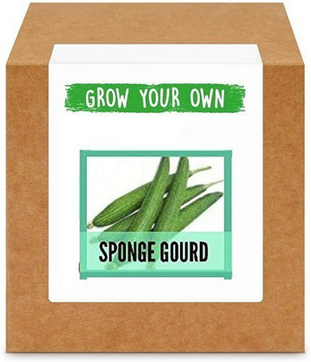 CYBEXIS Sponge Gourd800 Seeds Seed(800 per packet)