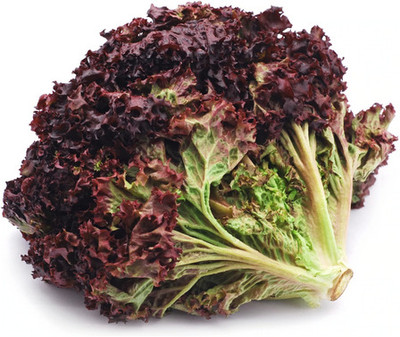 Flipkart SmartBuy Lettuce Red Seed(25 per packet)