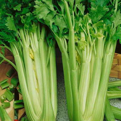 Quentova Organic Celery tall-7J-VISHVA Seed(200 per packet)