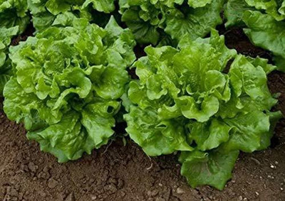 CYBEXIS Lettuce Seed(4000 per packet)