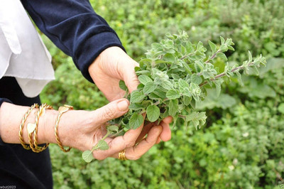 VibeX VXI-70 - Oregano Common Italian - (1350 Seeds) Seed(1350 per packet)