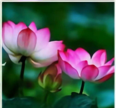 VibeX PUAS-26 - Rare Water Lily/Lotus Flower - (270 Seeds) Seed(270 per packet)