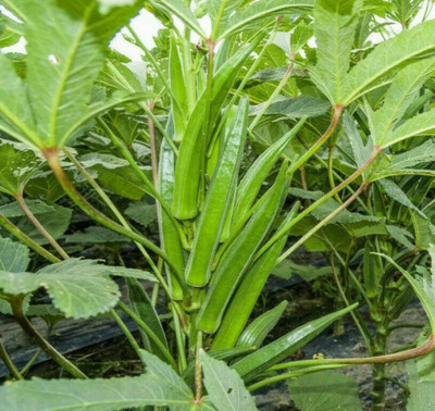 Sabji Beej 100g F1 Hybrid okra seeds highest yield variety Seed(100 g)