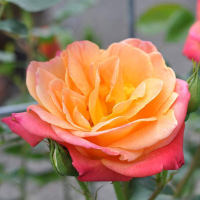 Qualtivate HUA-3A Multi-Colored Rose Bush Seeds Seed(25 per packet)
