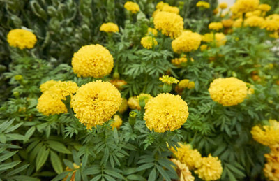 Top aam ka beej marigold,gende ka phool seeds Seed(22 per packet)